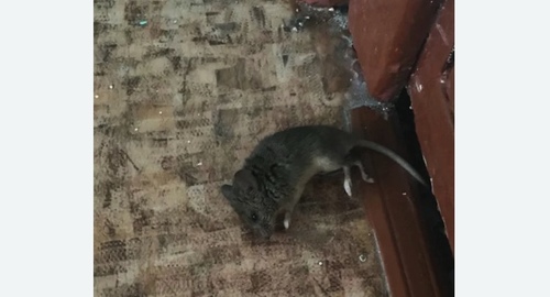 Дезинфекция от мышей в Менделеевске